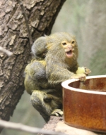 Pygmy Marmoset