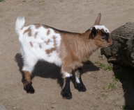 Pygmy Goat