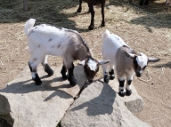 Pygmy Goat