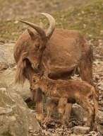 Aoudad