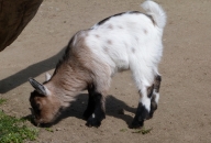 Pygmy Goat