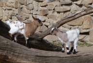 Pygmy Goat