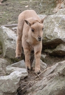 Aoudad