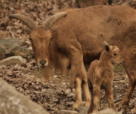 Aoudad