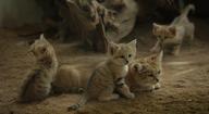 Sand Cat