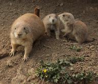  Black-tailed Prairie Dog