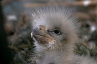 Steller's Sea Eagle