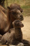 Bactrian Camel