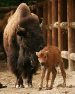 American Bison