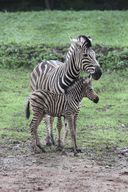 Zebra Chapmanova