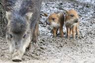 White-lipped Peccary