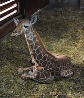 Reticulated Giraffe