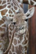 Reticulated Giraffe