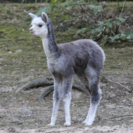 Alpaca