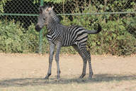 Zebra Chapmanova