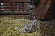 Reticulated Giraffe