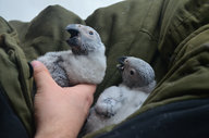 African Grey Parrot 