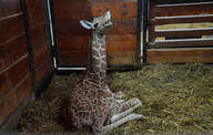 Reticulated Giraffe