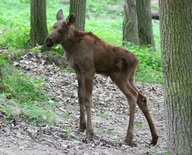 Eurasian Elk