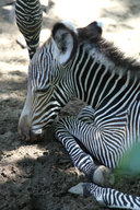 Grevy's Zebra 