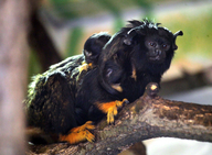 Golden-handed Tamarin