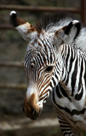 Grevy's Zebra 