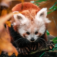 Red Panda