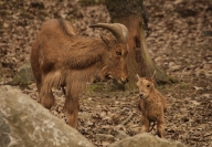 Aoudad