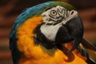 Blue-and-yellow Macaw