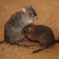 Brush-tailed Bettong