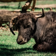 Yak