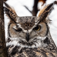 Great Horned Owl