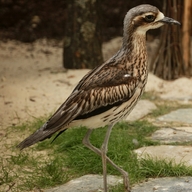 Bush Stone–curlew