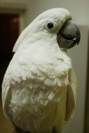 White Cockatoo