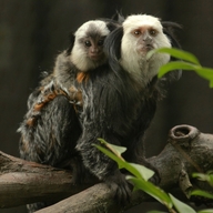 Geoffroy´s Marmoset