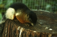 Prevost´s Squirrel