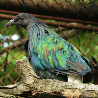 Nicobar Pigeon