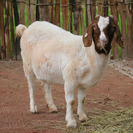 Boer Goat