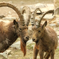 Siberian Ibex