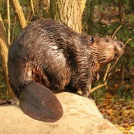 American Beaver