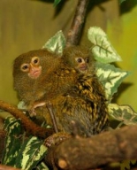 Pygmy Marmoset