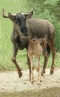 Blue Wildebeest