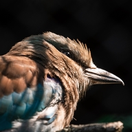 European Roller