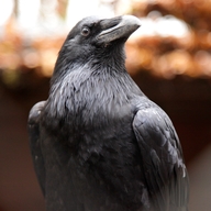 Common Raven