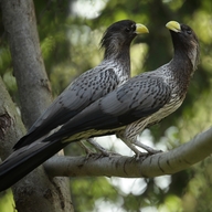 Western Plantain-eater