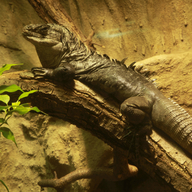 Utila Spiny-tailed Iguana