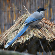 Azure-winged Magpie