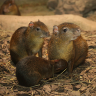 Azara´s Agouti