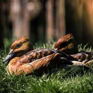 Fulvous Whistling Duck