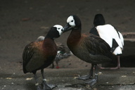 White-faced Whistling-duck